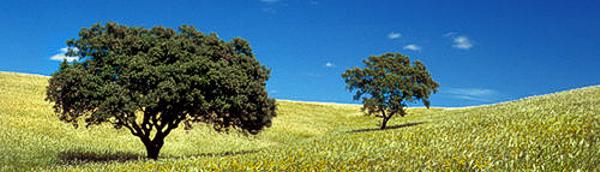 Alentejo Plains, Portugal