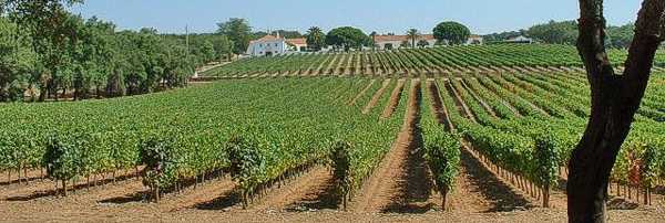 Wine Harvest, Estremoz Region