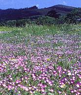 Costa Vicentina flora