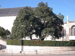 The Big Holm Oak